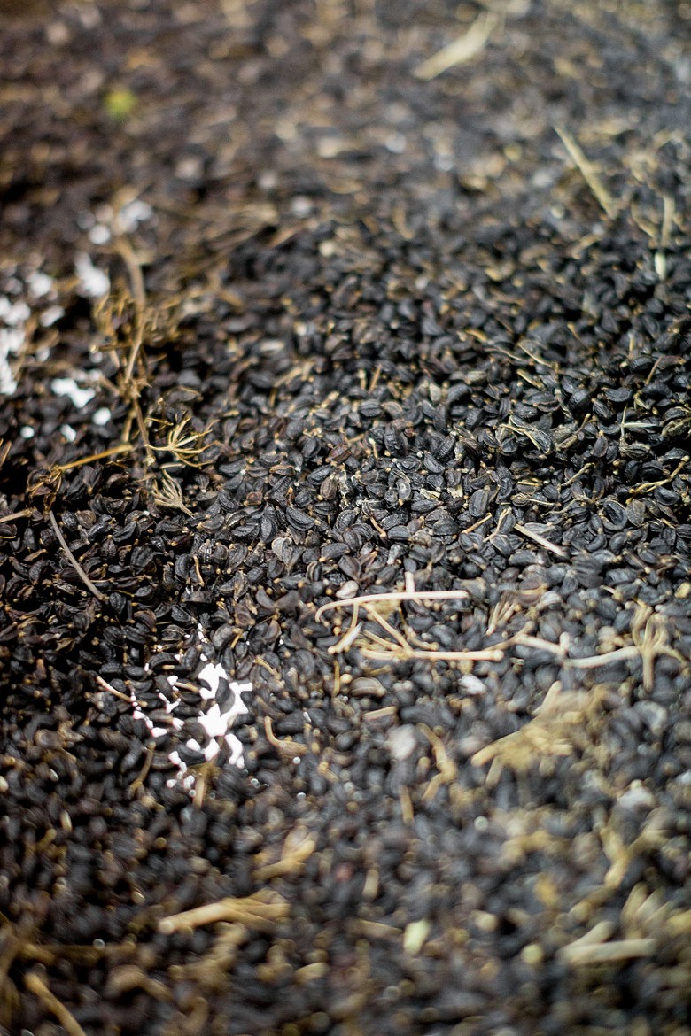 Alexanders, one of the locally foraged botanicals used in Bertha's Revenge Gin