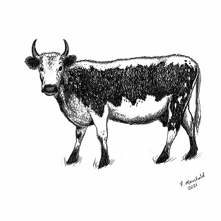 Big Bertha | Illustration by Fiona Mansfield