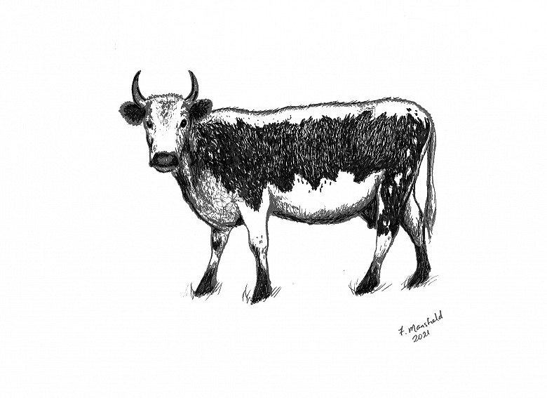 Big Bertha | Illustration by Fiona Mansfield